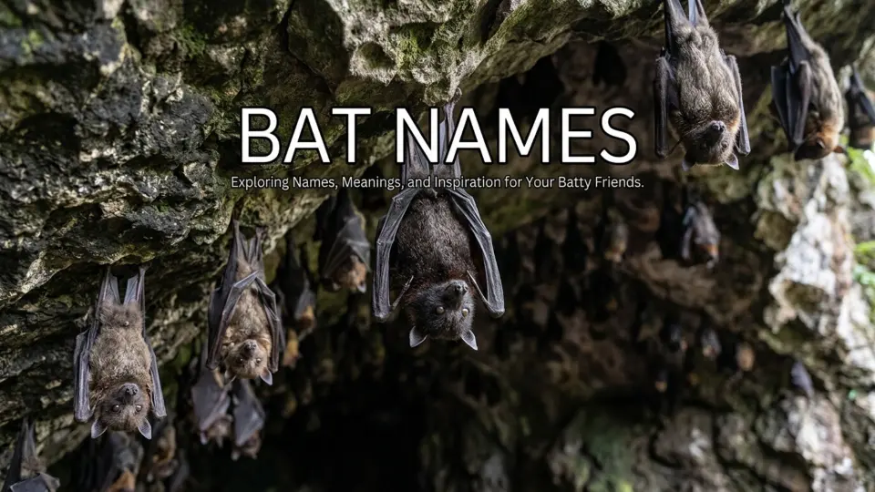 Bat Names With a Name Generator