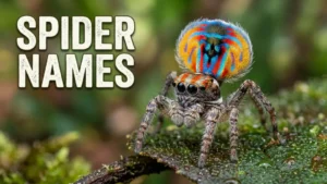 Spider Names with Name Generator