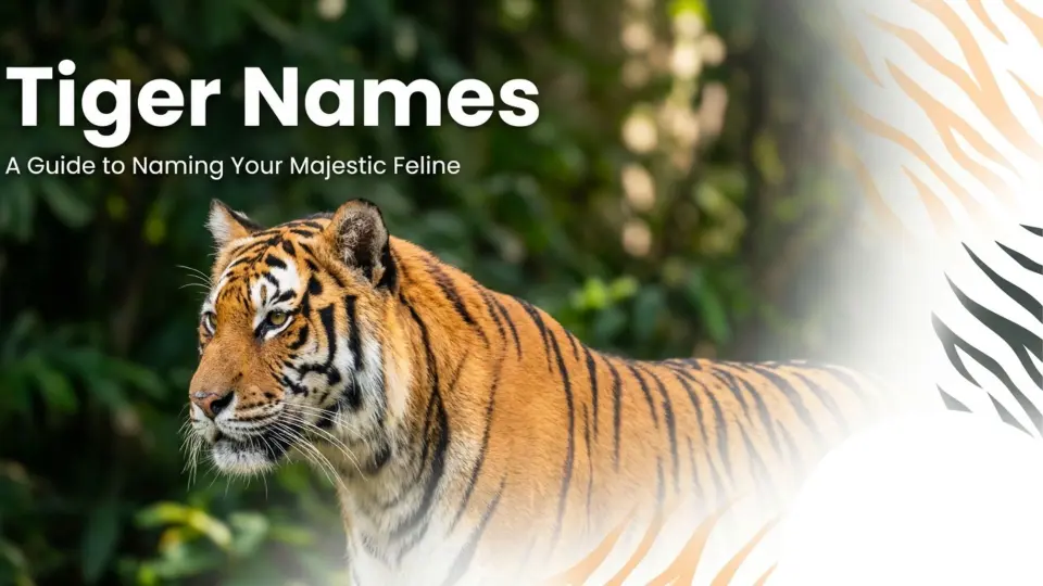 Tiger Names with Name Generator